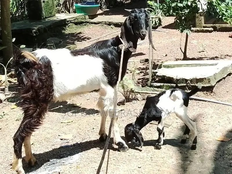 Demuhun Elichi Saha Patiya