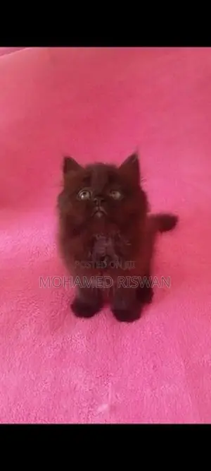 Persian Kittens