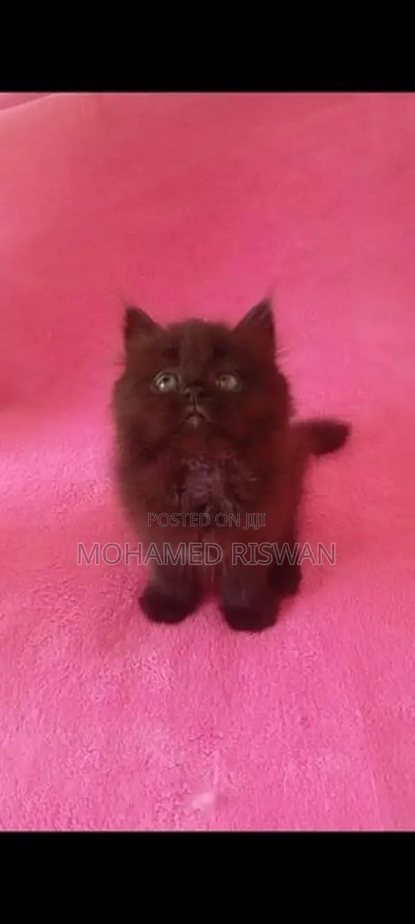 Persian Kittens