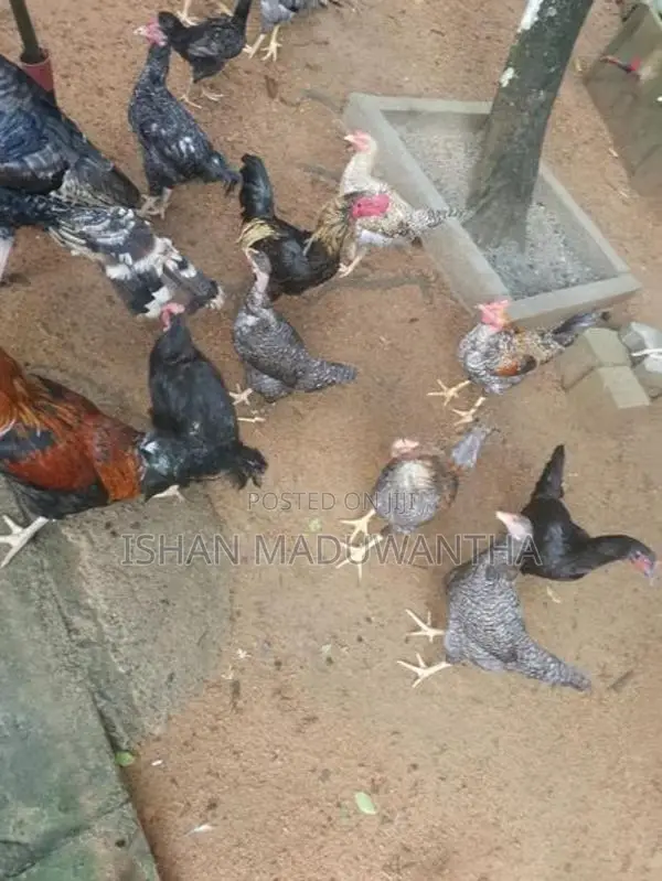 ගම් කිකිලියන්