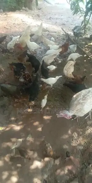 Gam Kukulan