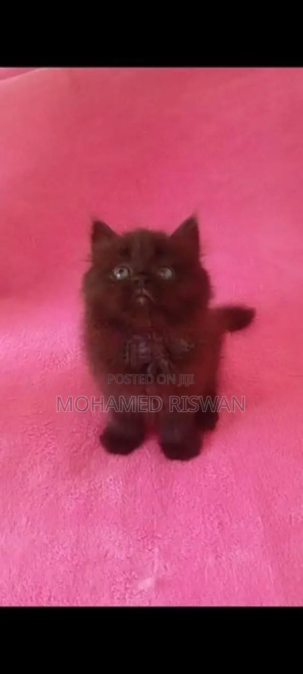 Persian Kittens