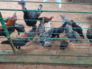 ගම් කිකිලියන්
