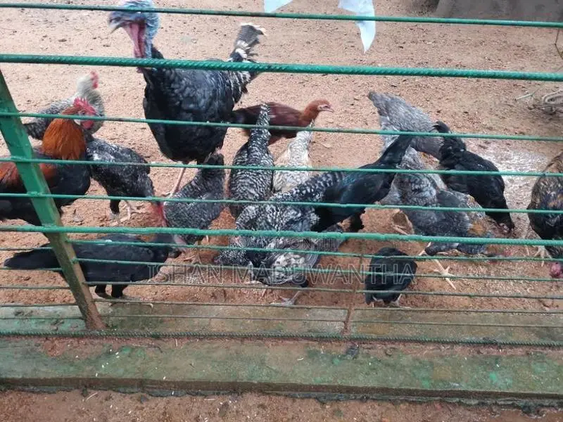 ගම් කිකිලියන්