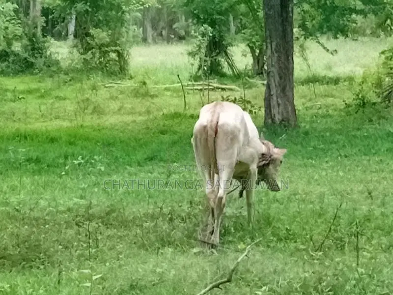 කිරිගවයන්