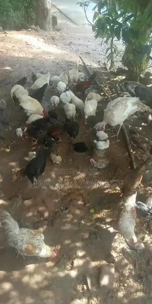 Gam Kukulan