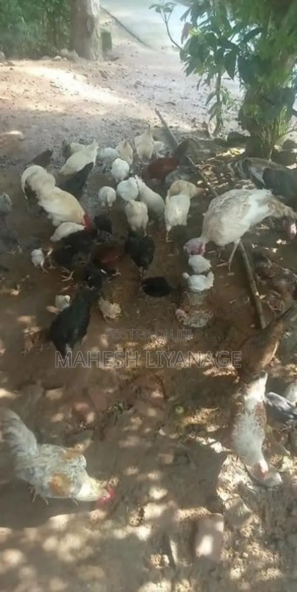 Gam Kukulan