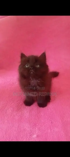 Persian Kittens