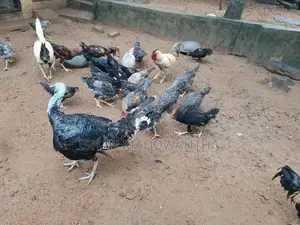 ගම් කිකිලියන්