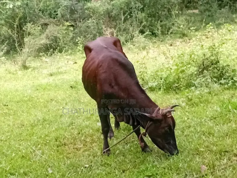 කිරිගවයන්