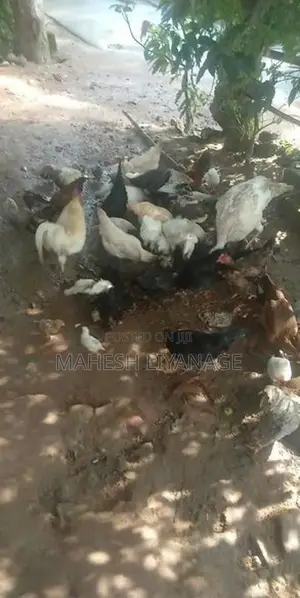 Gam Kukulan