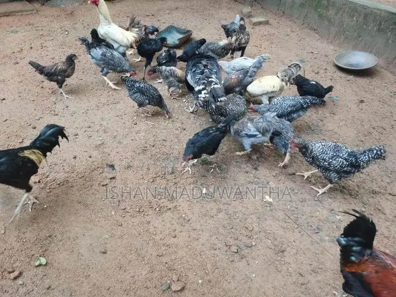 ගම් කිකිලියන්