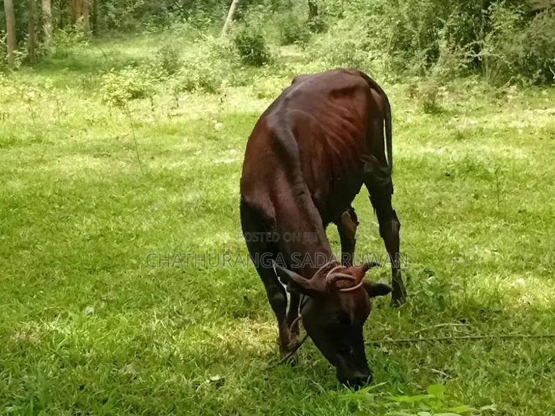 කිරිගවයන්