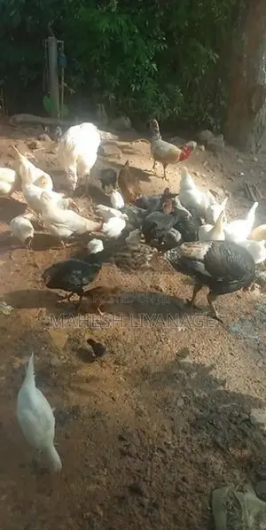 Gam Kukulan