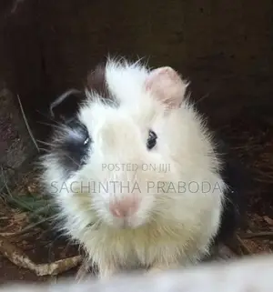 Guinea Pig
