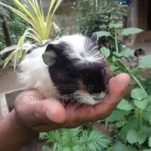 Guinea Pig