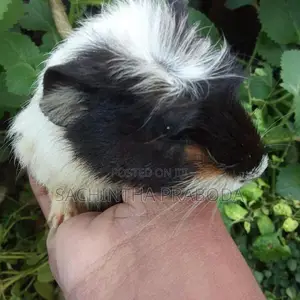 Guinea Pig