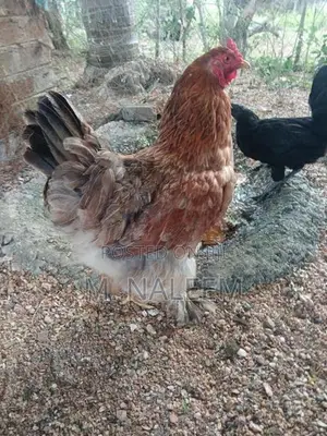 Barma Kikiliyak
