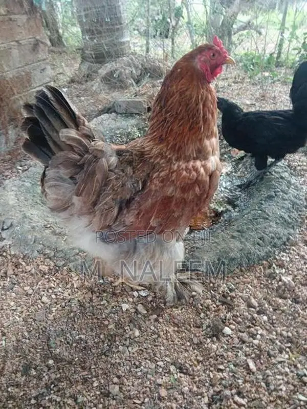 Barma Kikiliyak