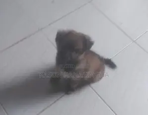 Pomeranian Puppies