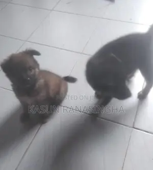 Pomeranian Puppies
