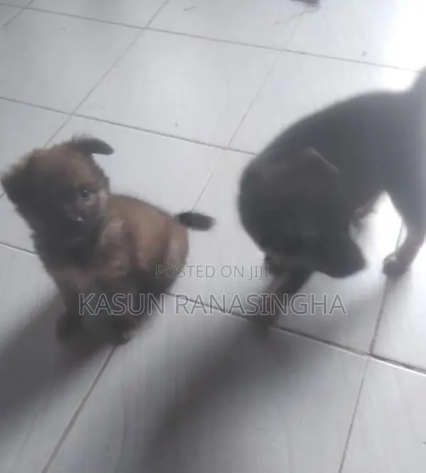 Pomeranian Puppies