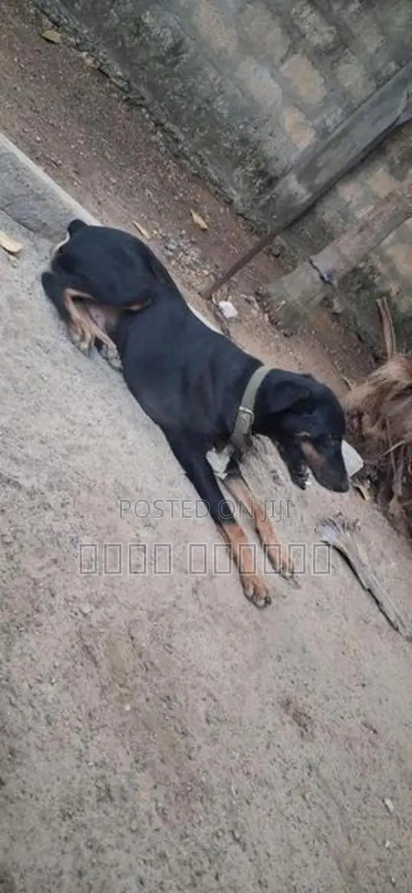 டோமன்