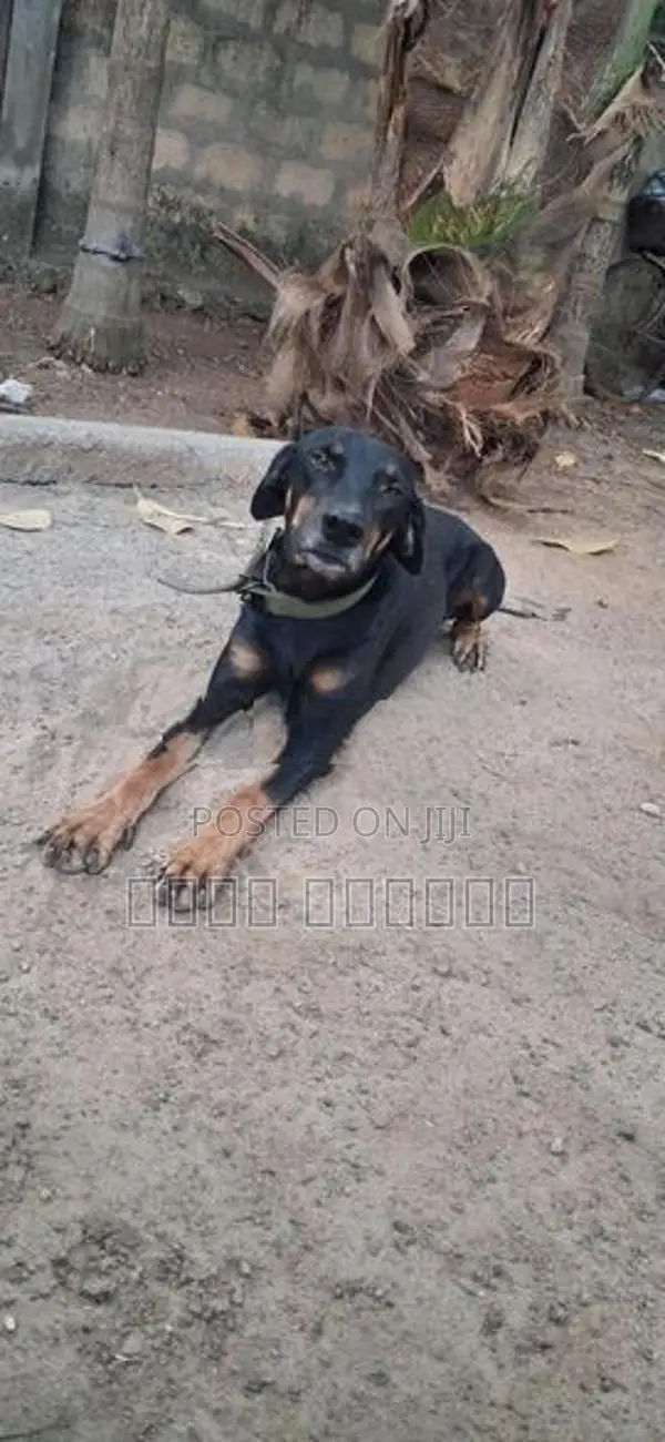 டோமன்