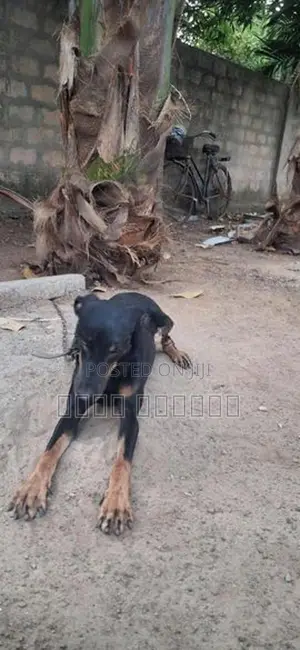 டோமன்
