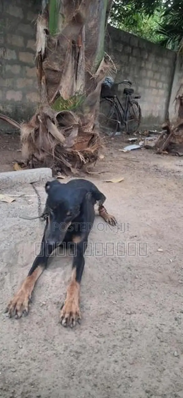 டோமன்