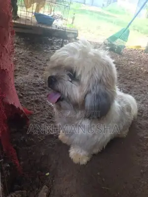 Shih Tzu Puppies