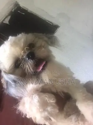 Shih Tzu Puppies