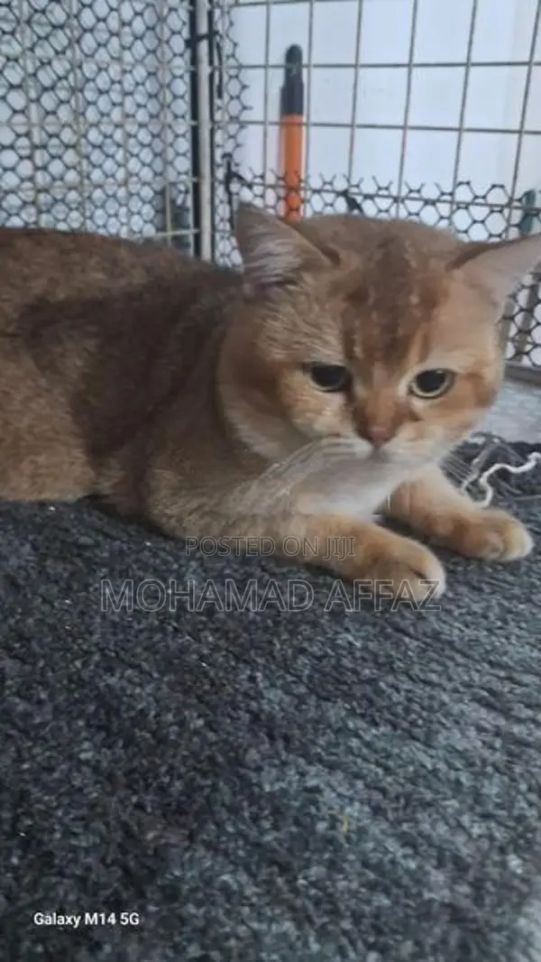 British Short Hair Cat