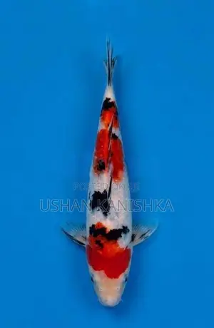 Koi Fish