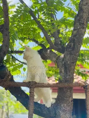 Persian Kittens