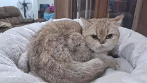 British Short Hair Cat