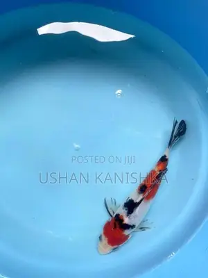 Koi Fish