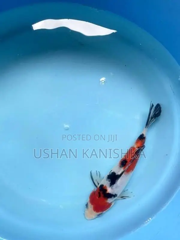 Koi Fish