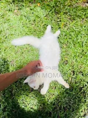 Persian Kittens