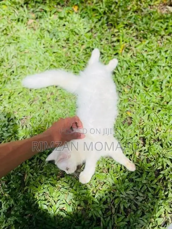 Persian Kittens