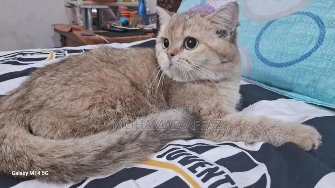 British Short Hair Cat