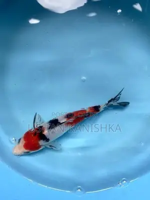 Koi Fish