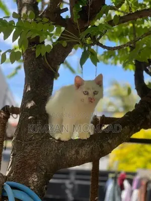 Persian Kittens