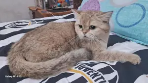 British Short Hair Cat