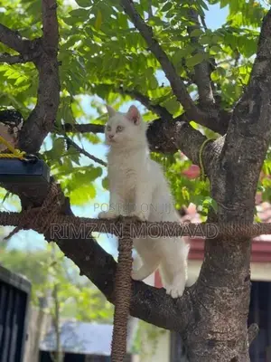 Persian Kittens