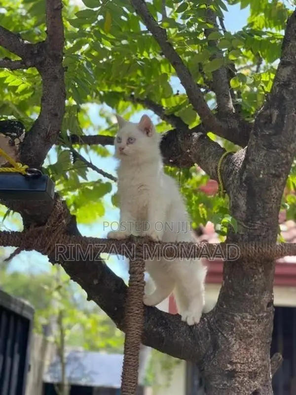 Persian Kittens