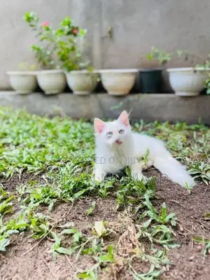 Persian Kittens