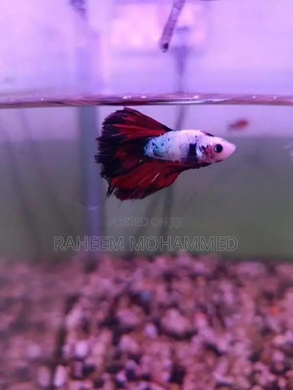 Fighter Fish