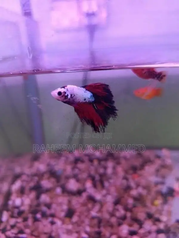 Fighter Fish