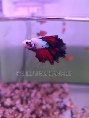 Fighter Fish